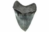 Serrated, Fossil Megalodon Tooth - Collector Quality #307429-2